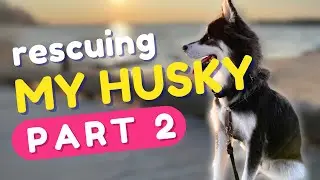 My husky's full rescue story (part 2)