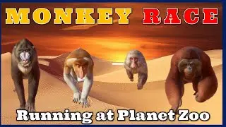 The Monkeys Are Racing at Planet Zoo! The Japanese Macaque, the Proboscis Monkey and the Orangutan
