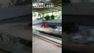 Крокодильчик укусил