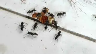 Apa Yang Sedang Di Makan Oleh Semut-Semut Besar Ini?