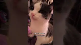 How my cat asks for chips: | Video author: @kokoshka1510