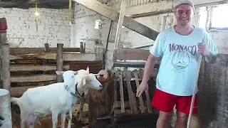 Остался я один. Нюша валится с копыт.