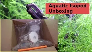 Aquatic Isopod Unboxing! 