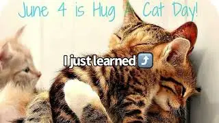 Billi Knew It Was National Hug Your Cat Day! | BilliSpeaks