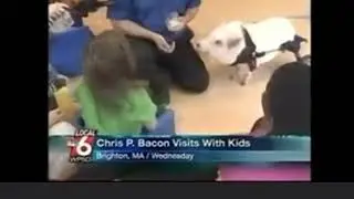 chris p. bacon, is this funny? or breaks your heart?