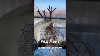 9 марта 2024 г.