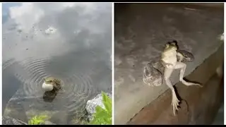 Смешные лягушки лучшая подборка.