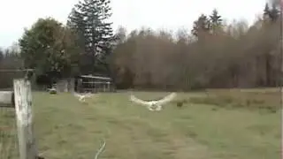 White peacocks flying