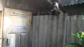 Мастер паркура