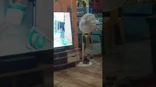 Cat fighting #shortsvideo #cyber #jorjj #samboan #cebu #cebuprovince