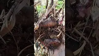 Canna Edulis ( comestible / edible )