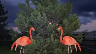 Stupid Flamingo (100 gecs & Kero Kero Bonito Mix)