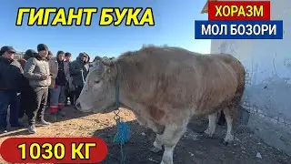 ХОРАЗМ МОЛ БОЗОРИ 22-ЯНВАР 2023г ГИГАНТ БУКА ЧИКДИ САВДО ЗУ́Р БУГУН ХОРАЗМ БОЗОР