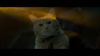 Опасный котейка