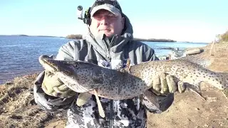 Осенняя рыбалка, от щуки нет отбоя!