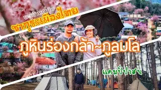 ชมดอกพญาเสือโคร่งซากุระเมืองไทย🌸🌸🌸 หมู่บ้านญี่ปุ่น ภูลมโล อช.ภูหินร่องกล้า กางเต็นท์พักแรมป่าสน🌲🍁