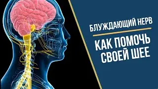 Блуждающий нерв Урок Стенли Розенберга 