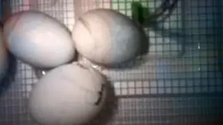 Duck egg