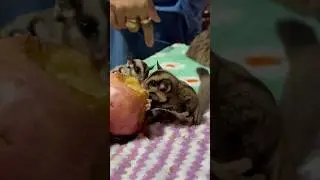 They eat apples 🍎🤩 #animallover #animals #shorts