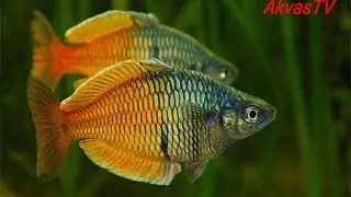 РАДУЖНАЯ РЫБКА - МЕЛАНОТЕНИЯ БОЭСМАНА. Радужница Боэсмана (Melanotaenia boesemani)