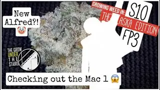 S10 EP3: The Mac 1 + Topping plants, and a new Alfred?  Growing weed ALASKA w/ Spider farmer!