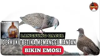 BIKIN EMOSI LAWAN derkuku betina memanggil jantan langsung gacor - burung tekukur - burung derkuku