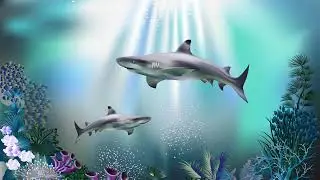 BEAUTIFUL IMAGES OF THE SEA BOTTOM