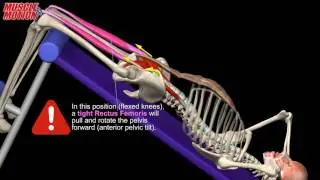 Decline Sit-Up. Anatomy, kinesiology and common mistake.