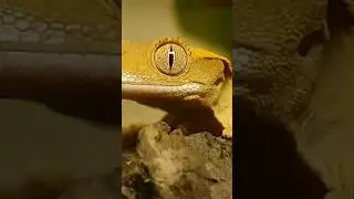 AVIEZ-VOUS VU MON TUTO ? 🤩🤩🤩 #terrario #terrarium #reptiles #gecko #animals #pets #vivarium #nature