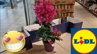 ARRIVAGE LIDL 23 MAI 2023