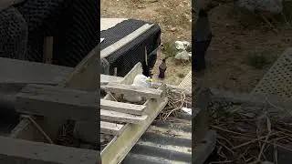 Hayatta kötü emelli kara kargalar eksik olmayacak