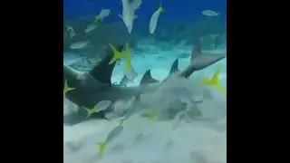 kemarahan hiu putih saat ikan kecil menempeli badannya🦈😬 #shorts #shark #ocean