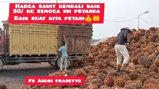 harga sawit hari ini kembali naik priode 14 januari 2025#hargasawit #infosawit#viral