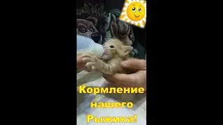 Кормление нашего Рыжика! #Shorts