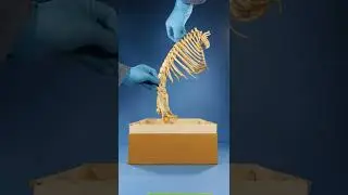 I Found a Box of Animal Bones!