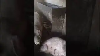 Грамотный откорм Хрюш Видео отзыв наших Авто кормушек #животноводство #откорм #свиньи #поросята