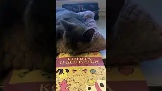 Кто милее котята или щеночки?