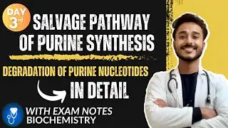 salvage pathway of purine synthesis biochemistry | degradation of purine nucleotides biochemistry