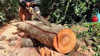 Sawing mahogany logs to make house frames