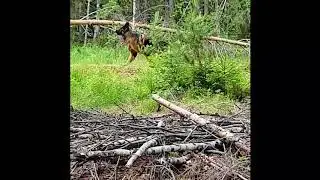 Schäferhund söker