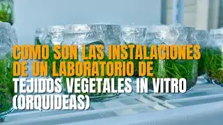 Áreas del laboratorio de tejidos In vitro  🔬