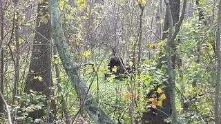 The bad side of the Sasquatch, Scary True Bigfoot Encounters