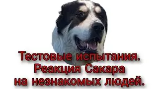 ТИ. Реакция Сакара на незнакомых людей.