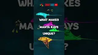 What makes manta rays unique?