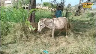 donkey matching video 21 | horse breeding | donkey matching 2022 | nambardar | numberdar life vlogs