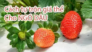 Cách tự trộn giá thể và làm ngó dâu tây đảm bảo thành công