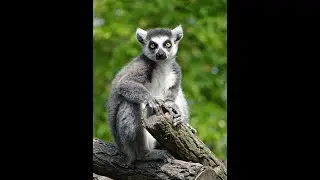 Discovering Lemurs: Behavior, Life, and Lessons for Humans