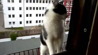 Местный кошак