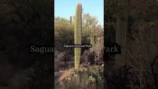 Best National Parks in Arizona #shorts #arizona