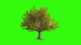 4K Tree | Banyan Tree | Green Screen | Green Screen Animation | |3D 4K|